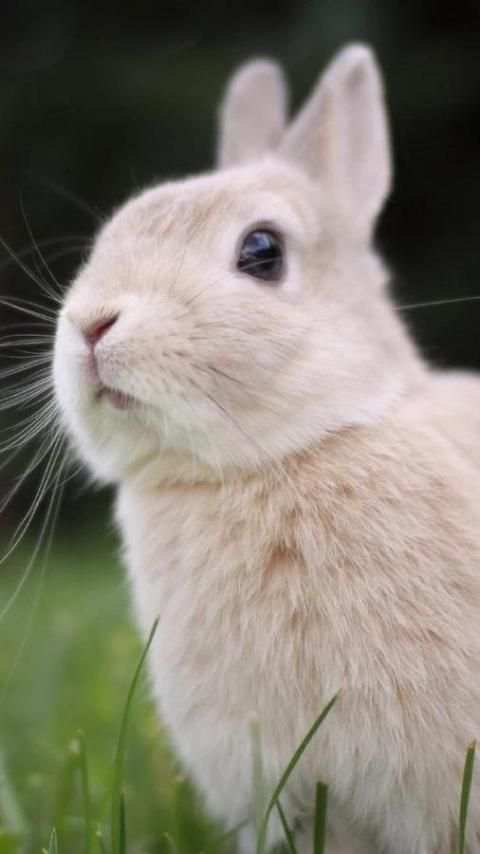 Rabbits Wallpapers скриншот 16