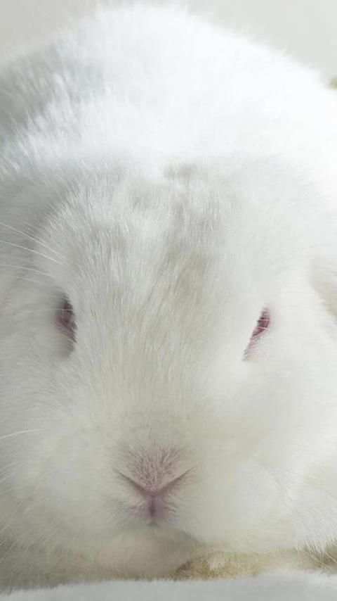 Rabbits Wallpapers скриншот 9