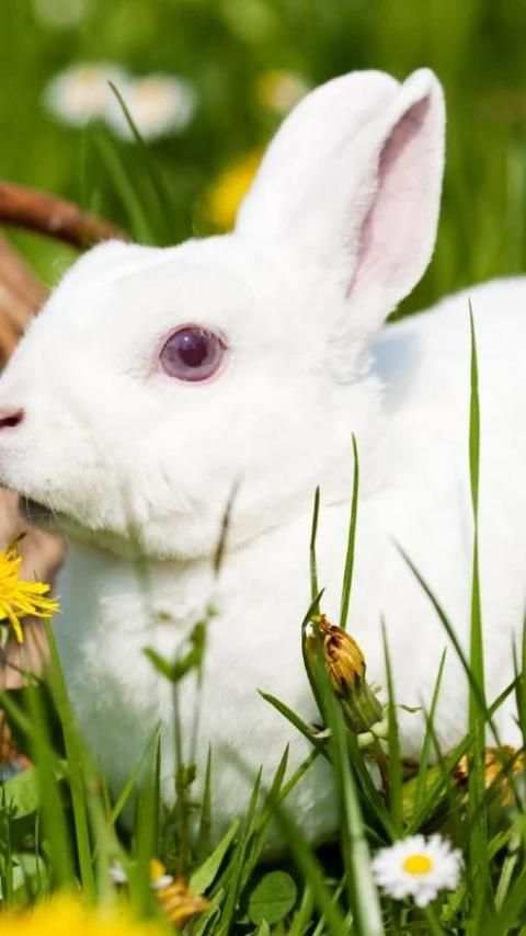 Rabbits Wallpapers screenshot 11