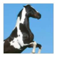 Horse Wallpapers on 9Apps