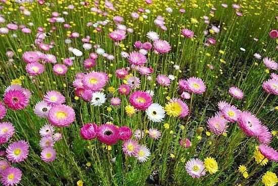 Wild flowers скриншот 1
