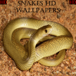 Snake HD Wallpapers иконка