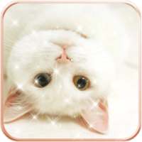 Cat Wallpaper HD Kitten on 9Apps