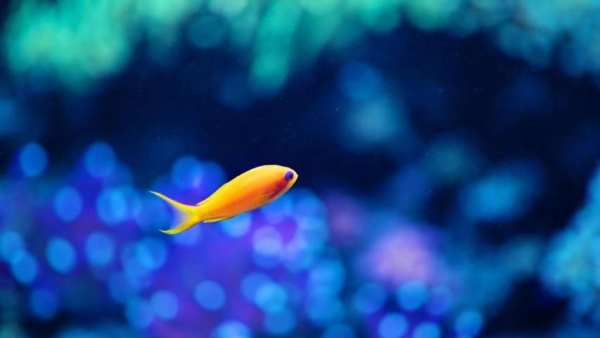 Fish HD Wallpaper स्क्रीनशॉट 4