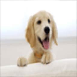 Cute Dogs Wallpapers 1.0