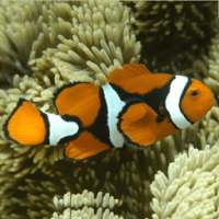 Marine Aquarium Fish 1 on 9Apps