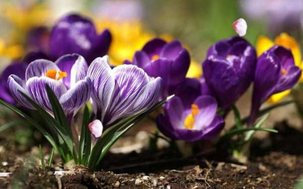 Flowers Spring live wallpaper screenshot 2