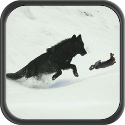 Wolf Jungle Simulator icon