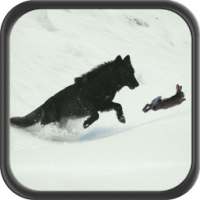 ذئب الغابة محاكي