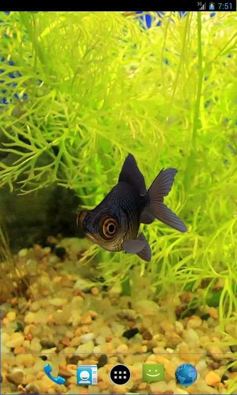 3D Goldfish Live Wallpaper screenshot 4