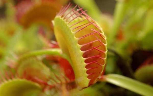Venus Fly Trap Pack 2 LWP screenshot 4