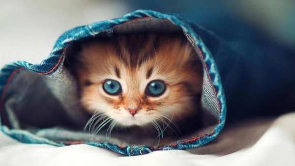 Cute Cats Live Wallpaper screenshot 1
