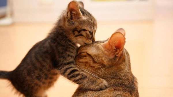 Cute Cats Live Wallpaper screenshot 3