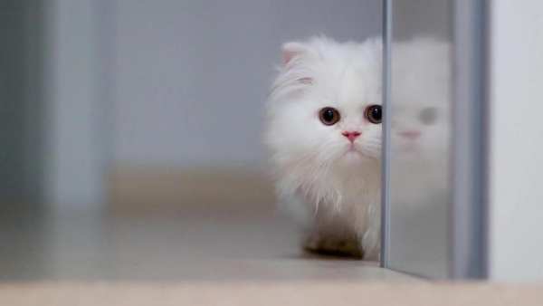 Cute Cats Live Wallpaper screenshot 2