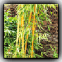 ikon Bamboo Wallpaper Free