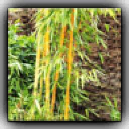 Bamboo Wallpaper Free 1.0