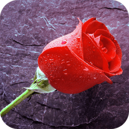Mưa Rose Live Wallpaper icon