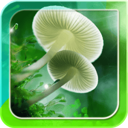 Mushrooms Live Wallpaper أيقونة