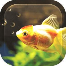 Fish Aquarium Live Wallpaper