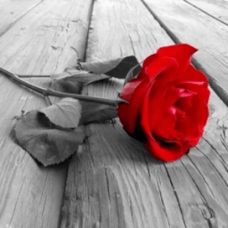 Love Tips - প্রেম টিপস icon