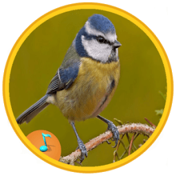 رنات طيور و عصافير - بدون نت icon