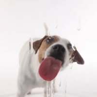 Dog Lick Screen Live wallpaper
