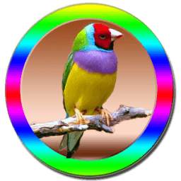 Bird Videos 1.1