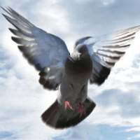 Don Pigeon Wallpapers on 9Apps