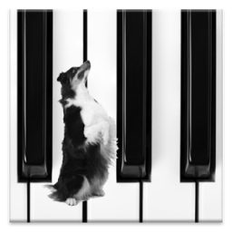 Dog Piano icon