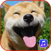 Animal Sounds Ringtones