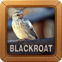 Blackthroat Sound Collections on 9Apps