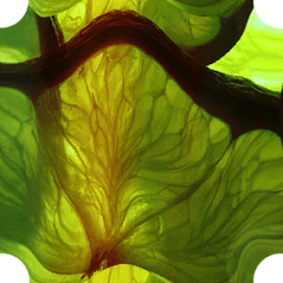 Известь - Интернет-браузер иконка