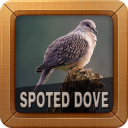 ikon Kicau Burung tekukur