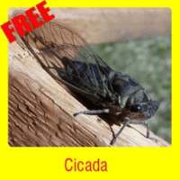 Cicada on 9Apps