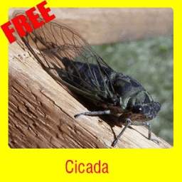 Cicada 1.0