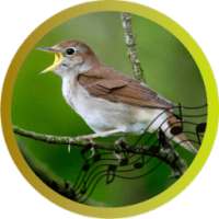 Nightingale Song on 9Apps