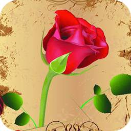 Rose 1.4