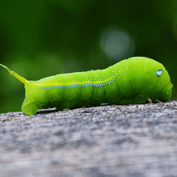 live worms wallpaper иконка