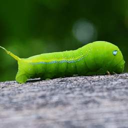 Green Worm Live Wallpaper 1.1