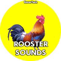 Rooster Sounds on 9Apps