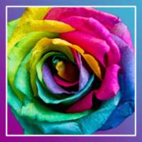 Розы живые обои PRO