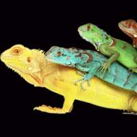 Lguana Wallpapers on 9Apps