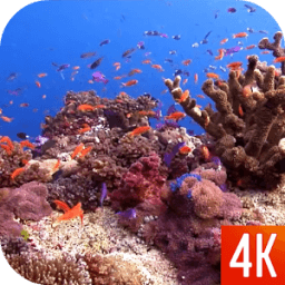 Fish 4K Video Wallpaper icon