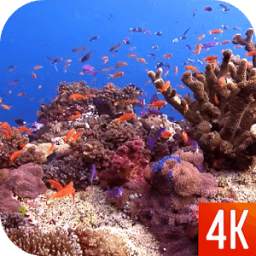 Fish 4K Video Wallpaper 1.0