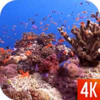 Fish 4K Video Wallpaper