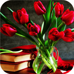ikon Tulip.Flowers wallpaper