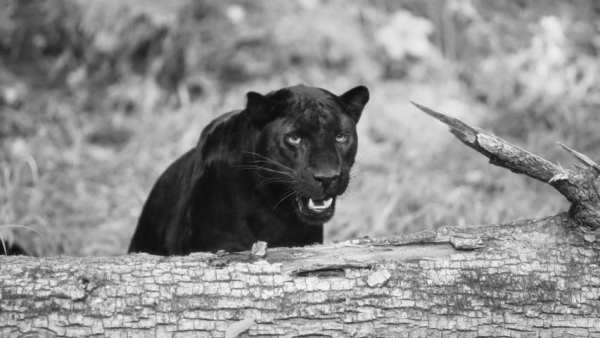 Black Panther Animal wallpaper скриншот 1