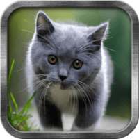 Cat Live Wallpaper on 9Apps