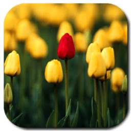 Tulips Video Live Wallpaper