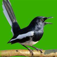 Magpie Robin bird voice